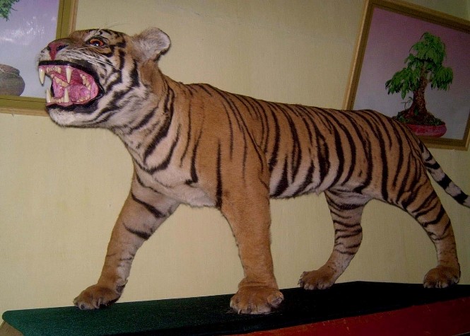 Hổ bị đối xử tàn độc ở Quan Hóa, Thanh Hóa